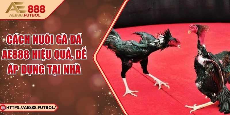 Cách Nuôi Gà Đá AE888 Hiệu Quả, Dễ Áp Dụng Tại Nhà 1 Cách Nuôi Gà Đá AE888 Hiệu Quả, Dễ Áp Dụng Tại Nhà