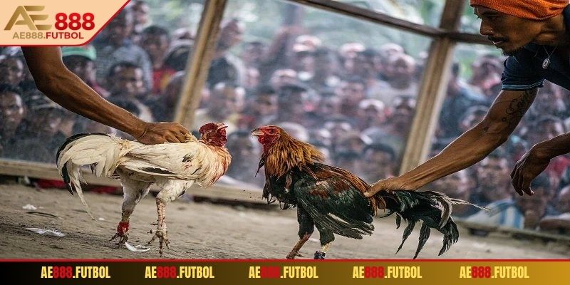 Đá Gà Cựa Sắt AE888 – Trải Nghiệm Cá Cược Đỉnh Cao Tại Nhà 3 Phân tích sức mạnh, năng lực chiến kê