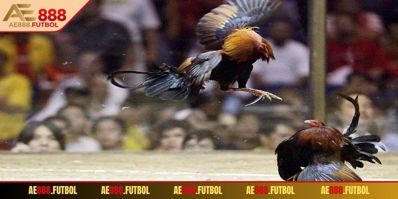 Đá Gà Cựa Sắt AE888 – Trải Nghiệm Cá Cược Đỉnh Cao Tại Nhà 2 Những kèo phổ biến trong đá gà cựa sắt AE888