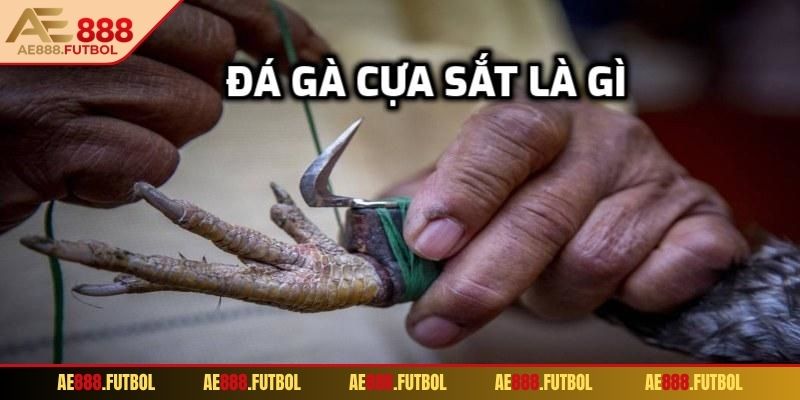 Đá Gà Cựa Sắt AE888 – Trải Nghiệm Cá Cược Đỉnh Cao Tại Nhà 1 Sàn đấu gà trực tuyến AE888